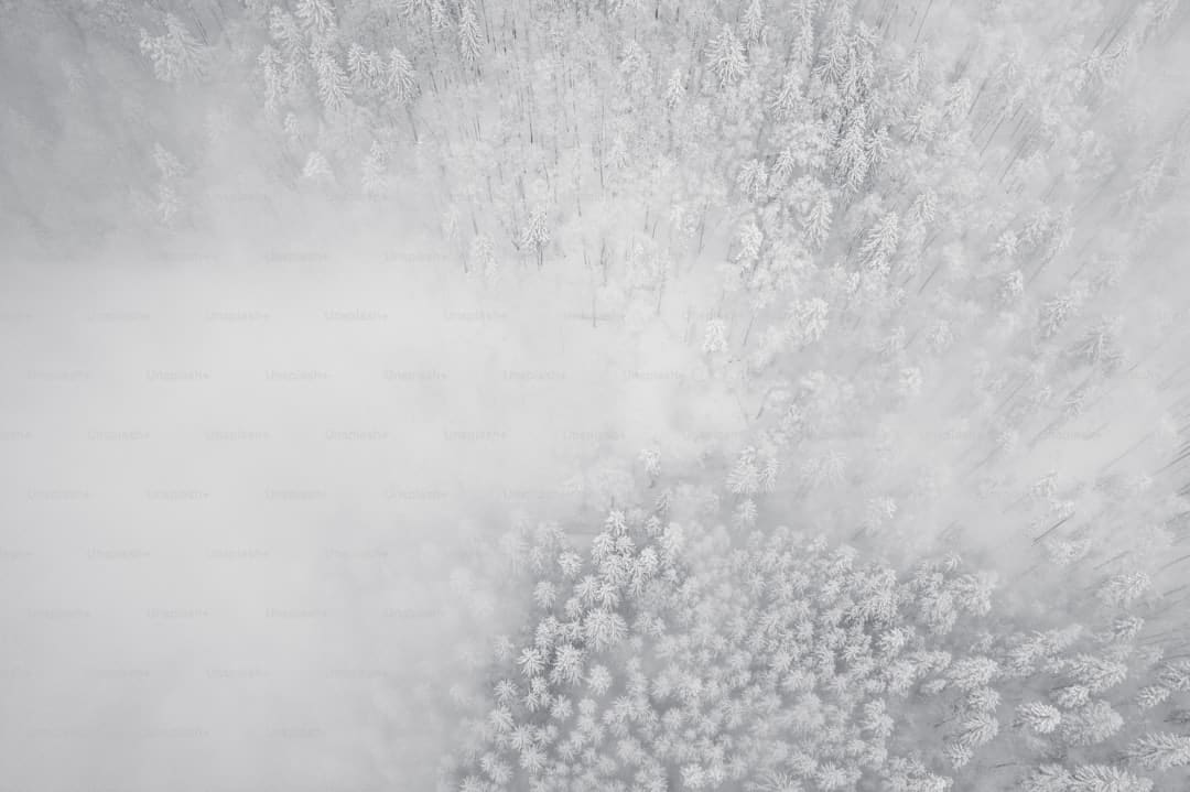 白玫瑰第二季 观众热切期盼续集